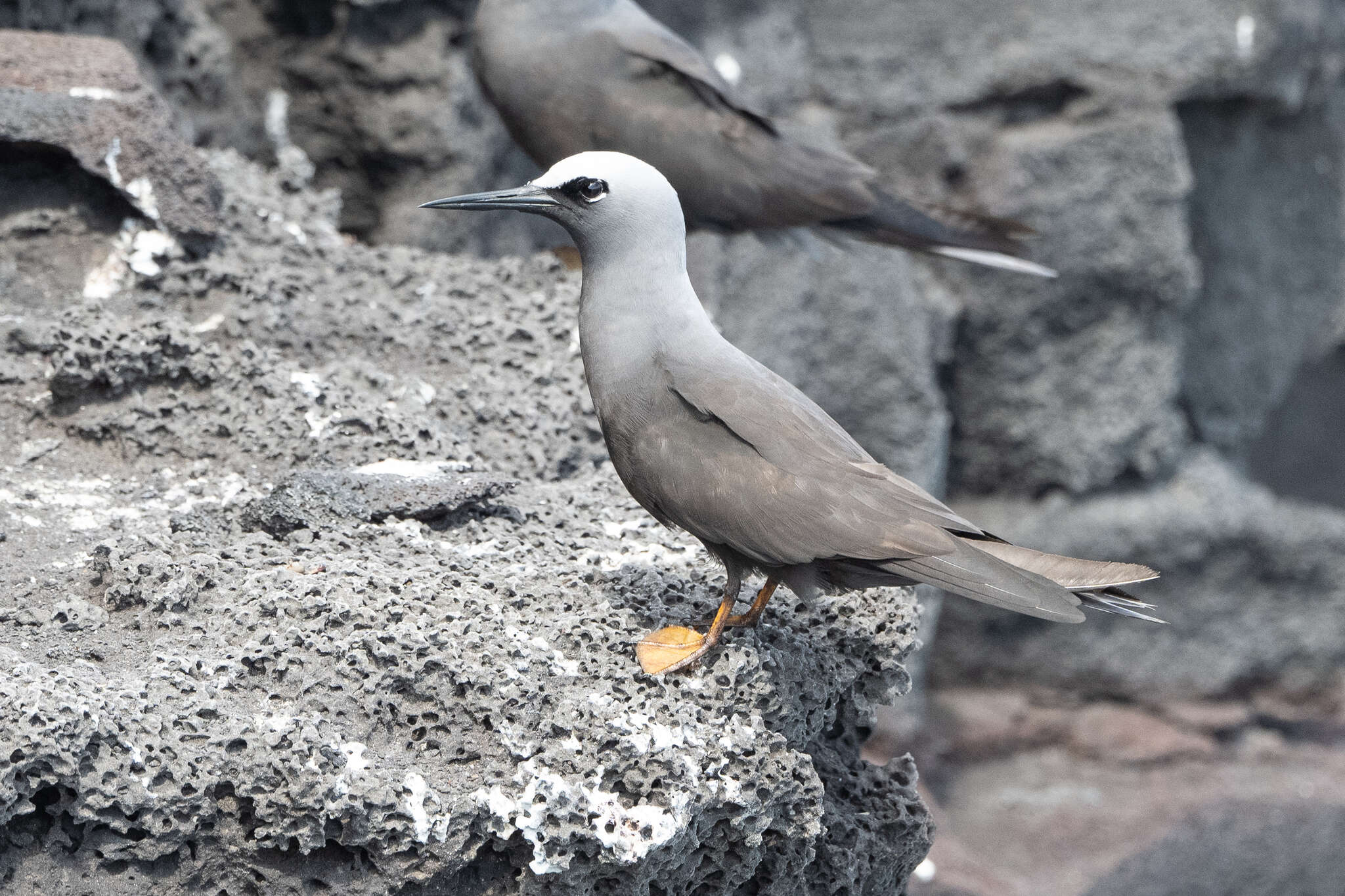 Image of Anous minutus melanogenys Gray & GR 1846