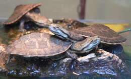 Image of Cotinga River Toadhead Turtle