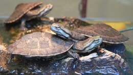 Image of Cotinga River Toadhead Turtle