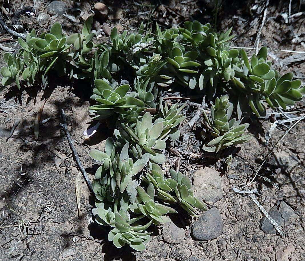 Image of Crassula ciliata L.