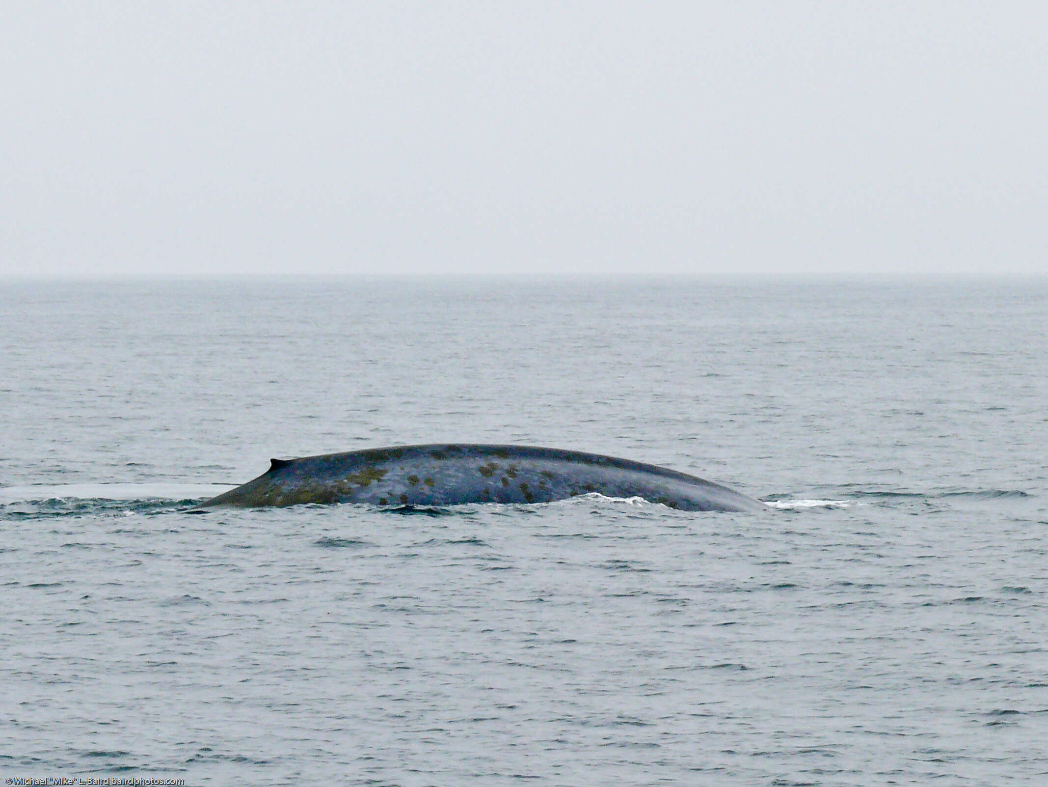 Image of Pygmy Blue Whale