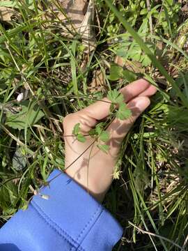 Image of Semiaquilegia adoxoides (DC.) Makino