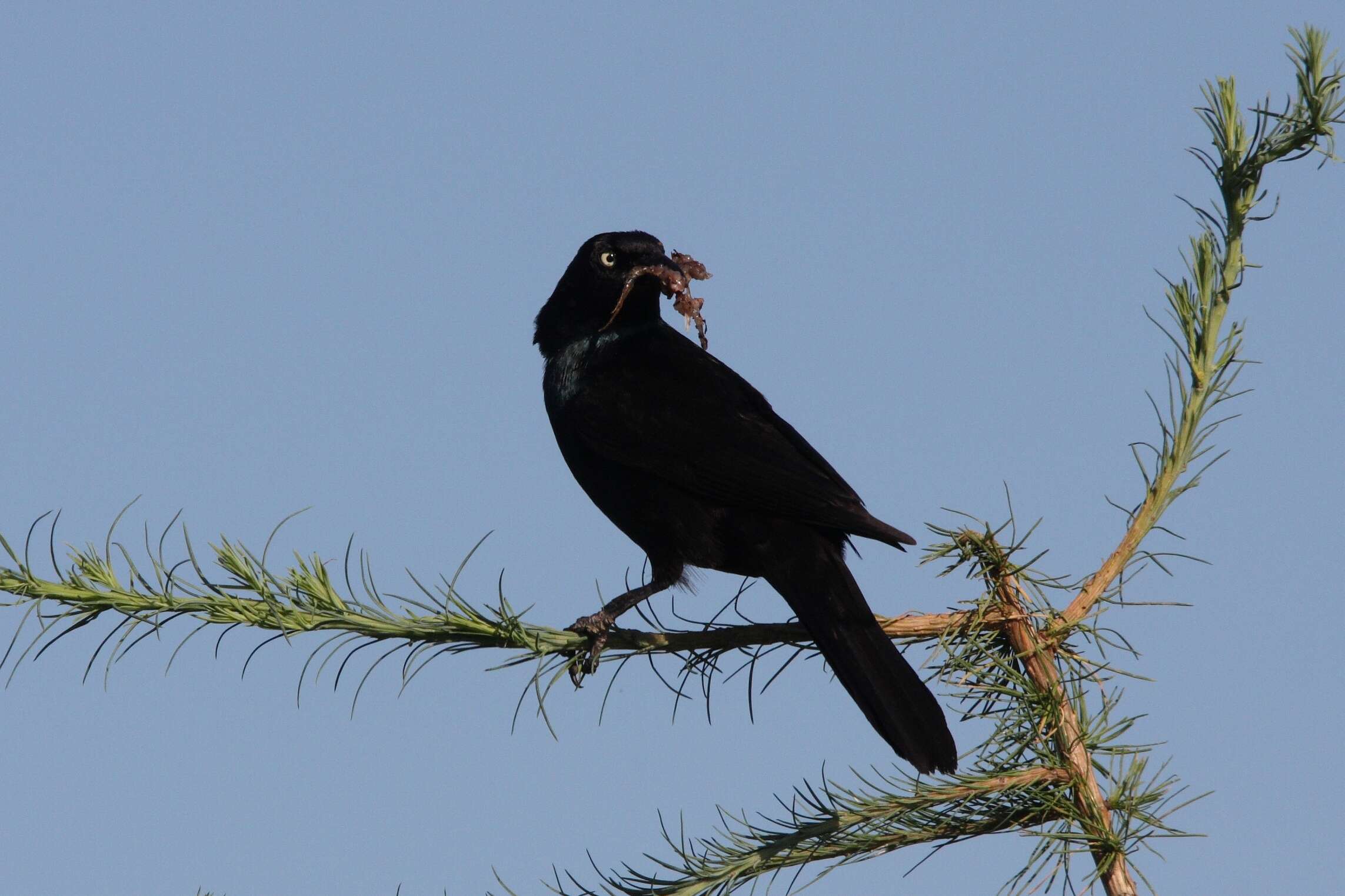 Imagem de Quiscalus quiscula (Linnaeus 1758)