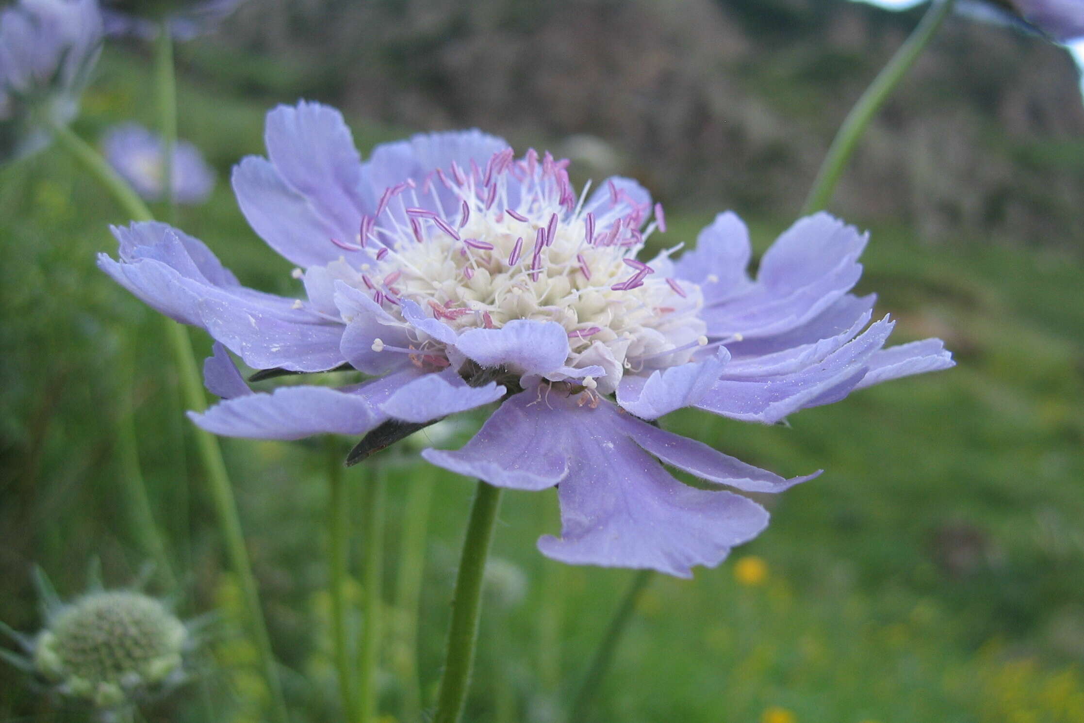 Image of Caucasian pincushion flower