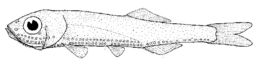 Image of Frilled Lighthouse Fish