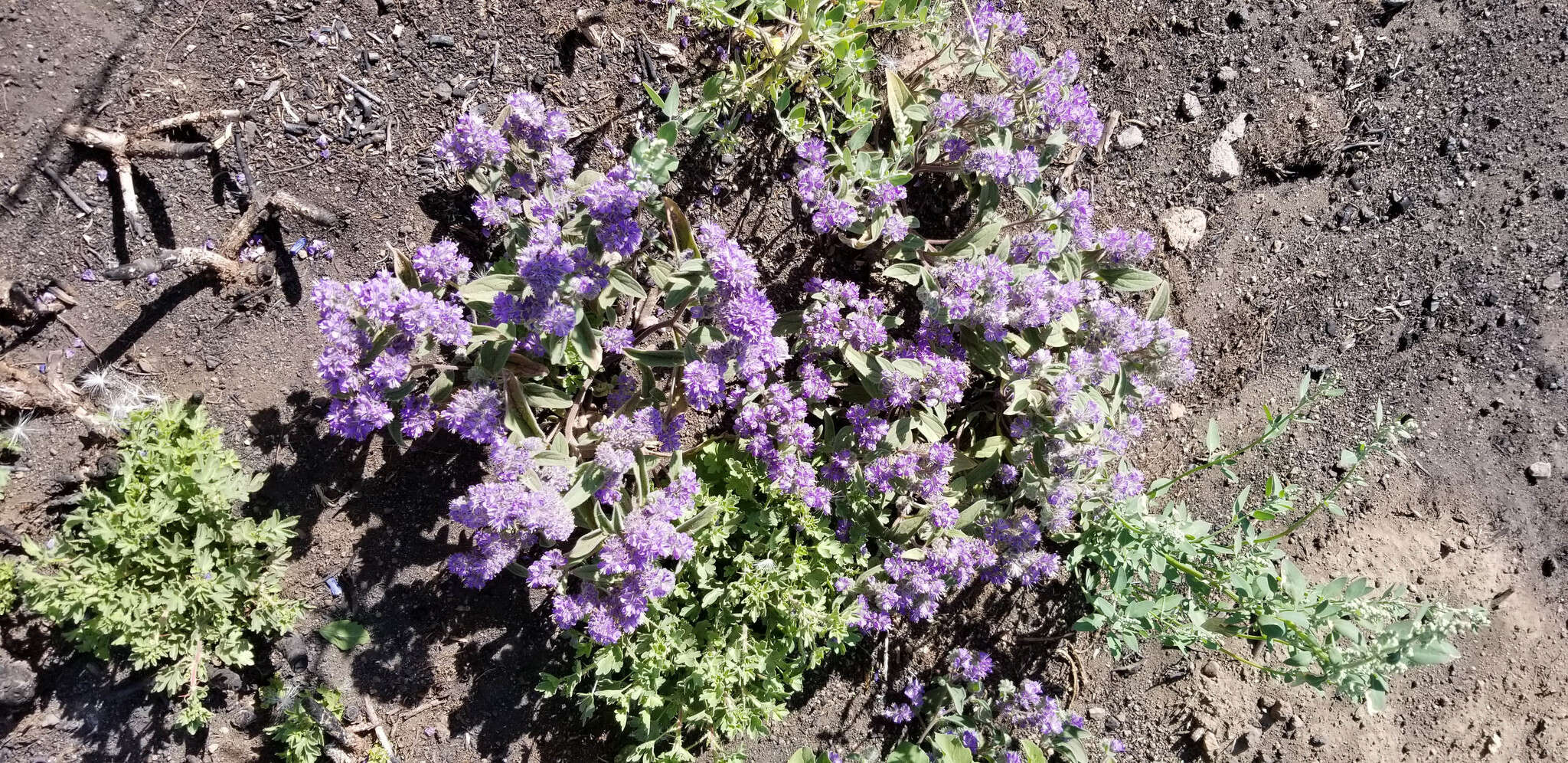 Image of low phacelia