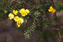 Слика од Pultenaea juniperina Labill.