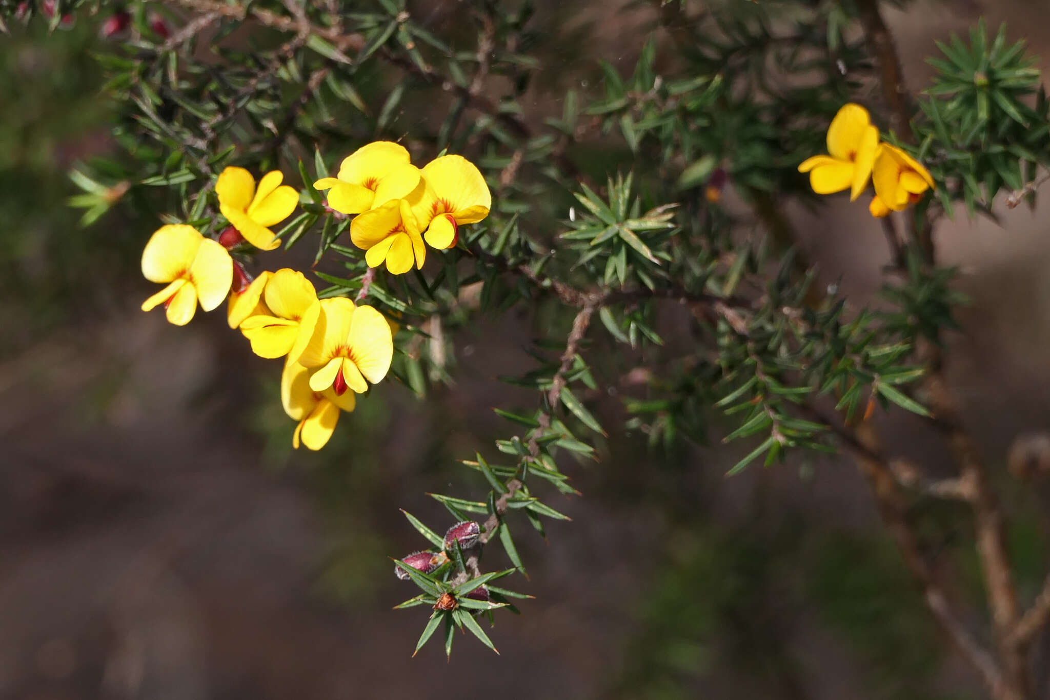 Imagem de Pultenaea juniperina Labill.