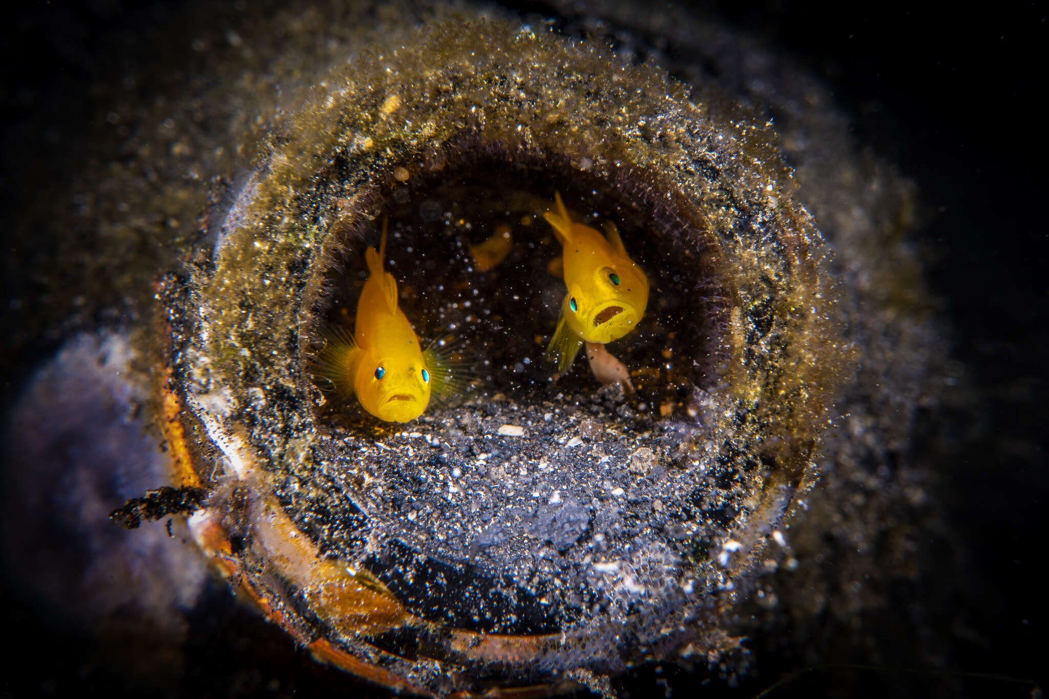 Image of Lubricogobius