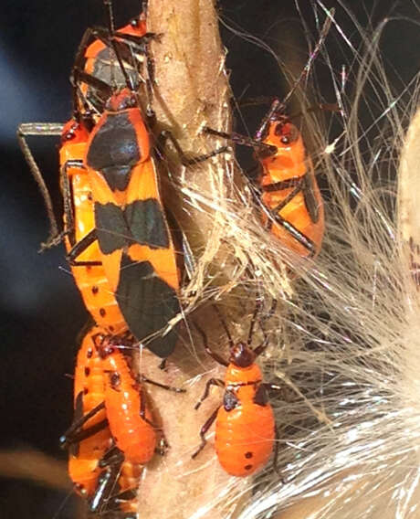 Image of Large Milkweed Bug