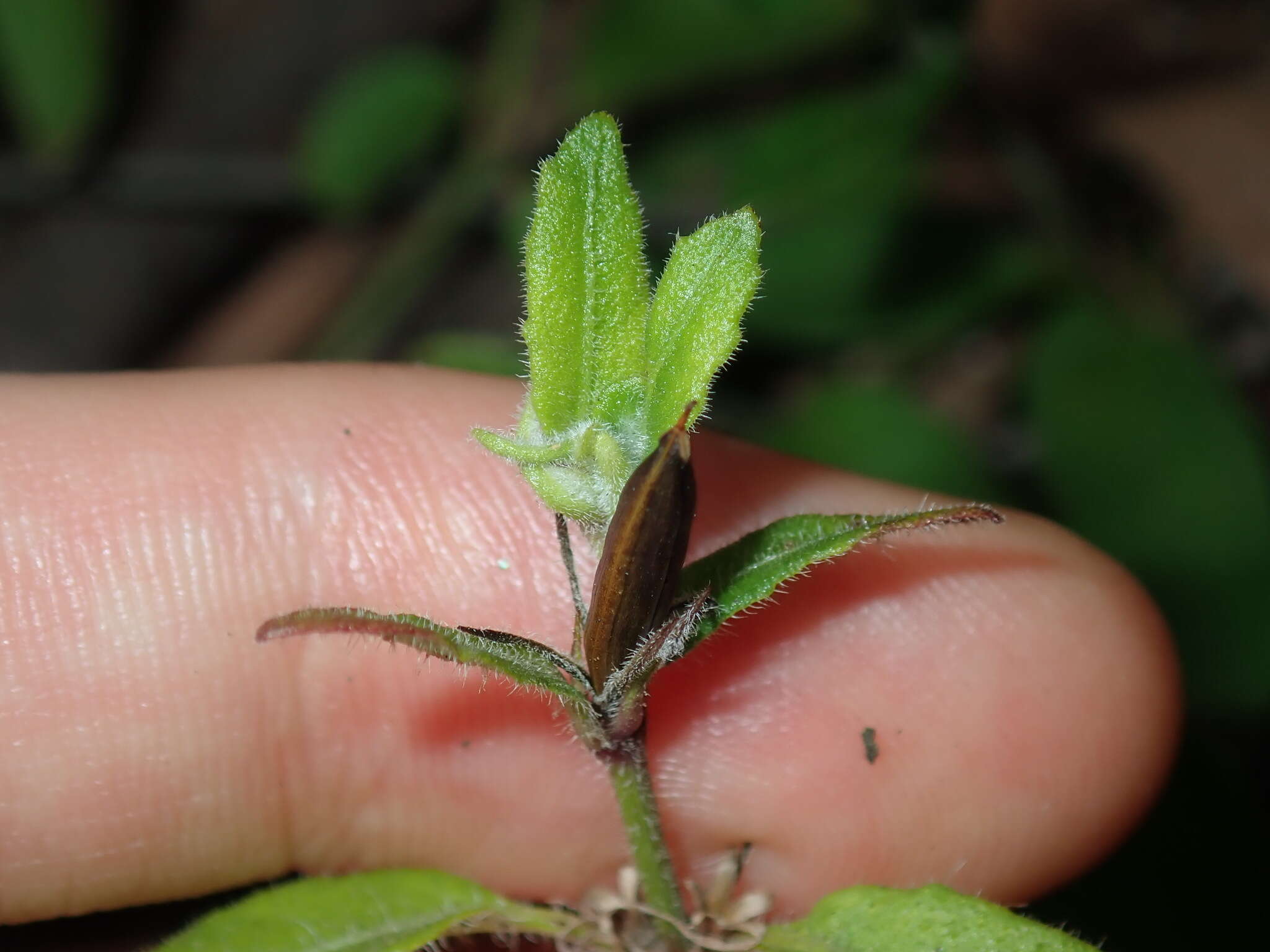 Sivun Brunoniella australis (Cav.) Bremek. kuva