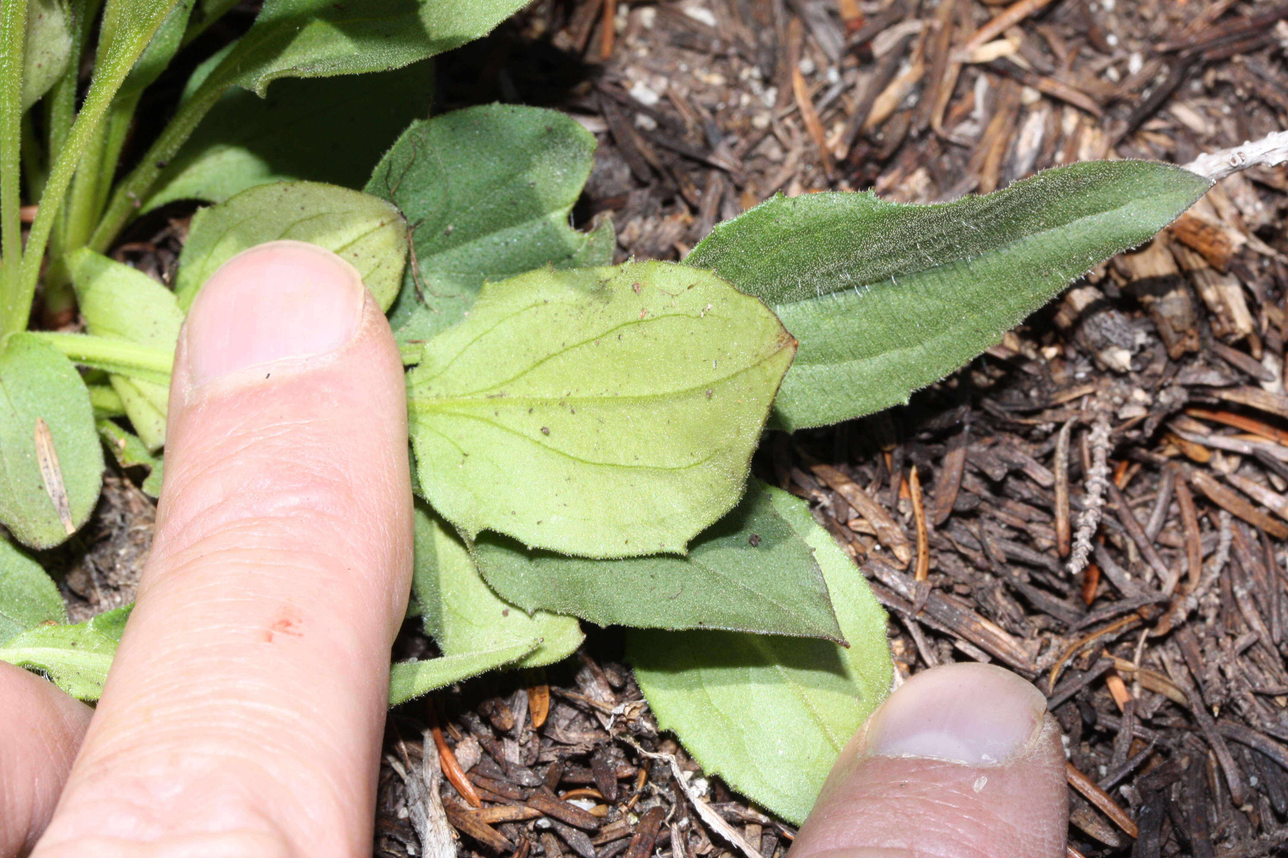 Image of hairy arnica