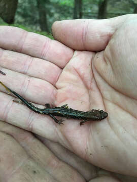 Image of Allegheny Mountain Dusky Salamander