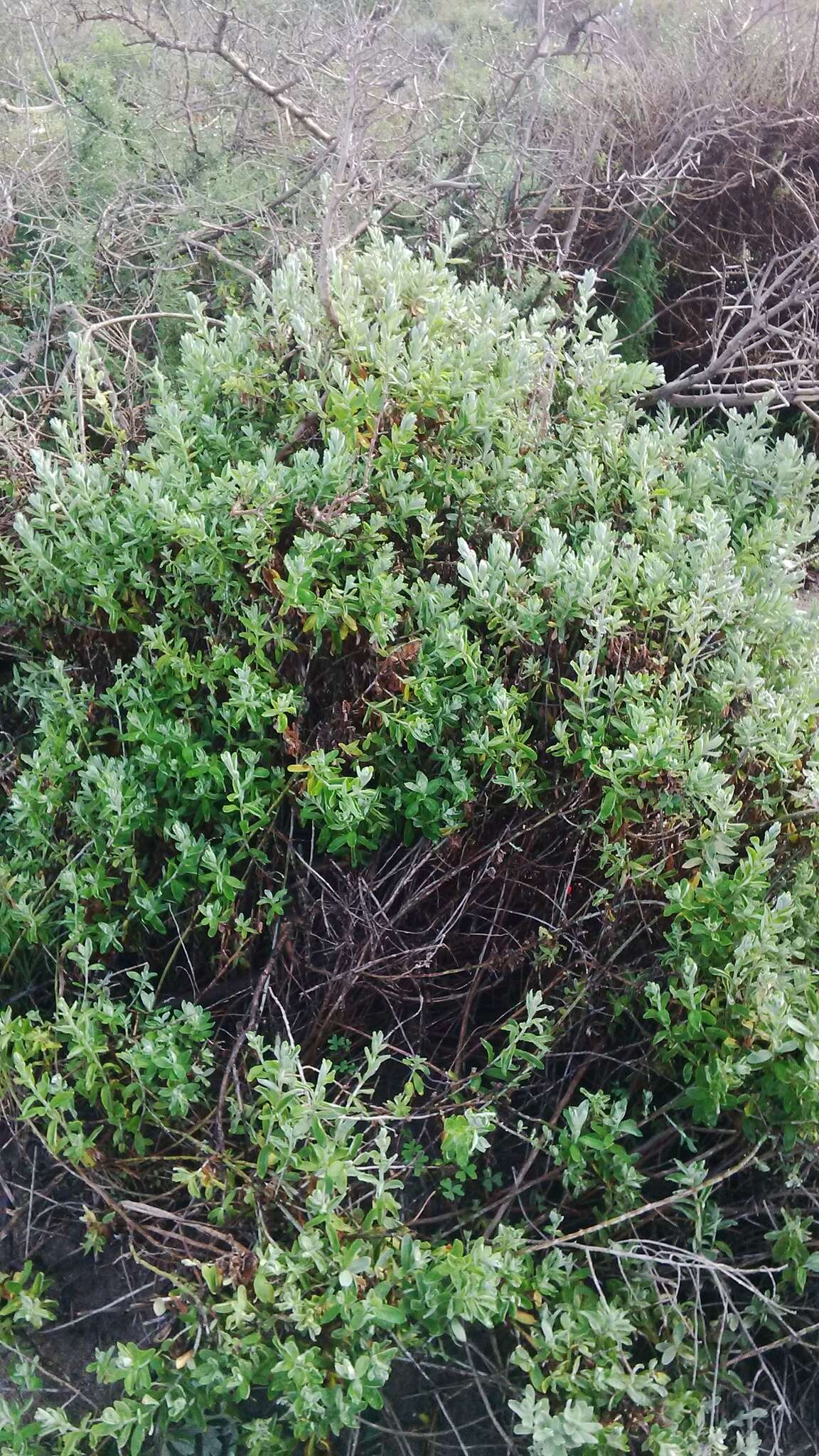 Image de Helichrysum tricostatum (Thunb.) Less.