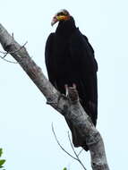 Image of Greater Yellow-headed Vulture