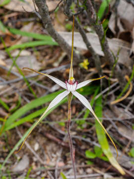 Imagem de Caladenia cretacea (D. L. Jones) G. N. Backh.