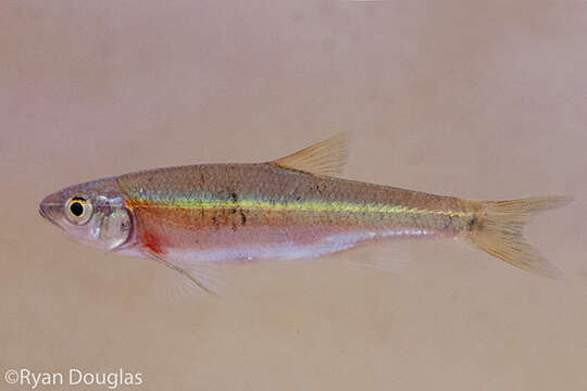 Image of Rosyside Dace