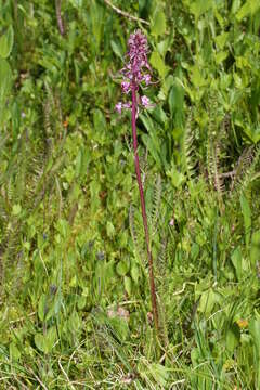 Image of elephanthead lousewort