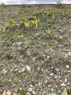 Image of Thermopsis dahurica Czefr.