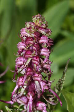 Image of elephanthead lousewort