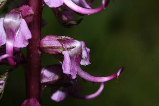 Image of elephanthead lousewort