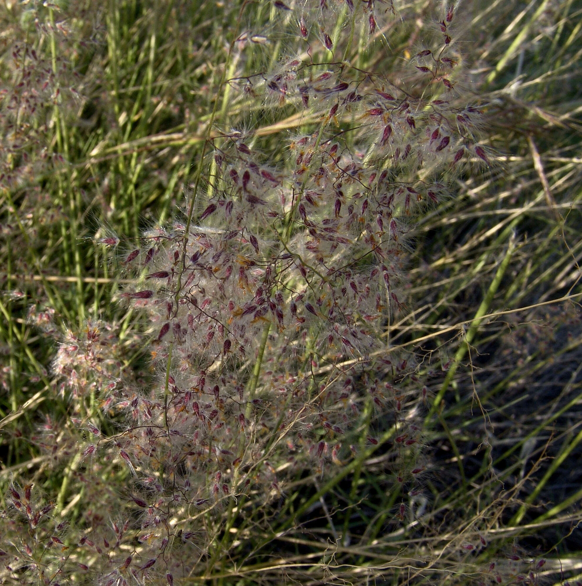 Image of Tricholaena teneriffae (L. fil.) Link