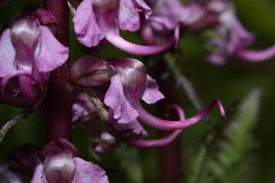 Image of elephanthead lousewort