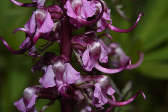 Image of elephanthead lousewort