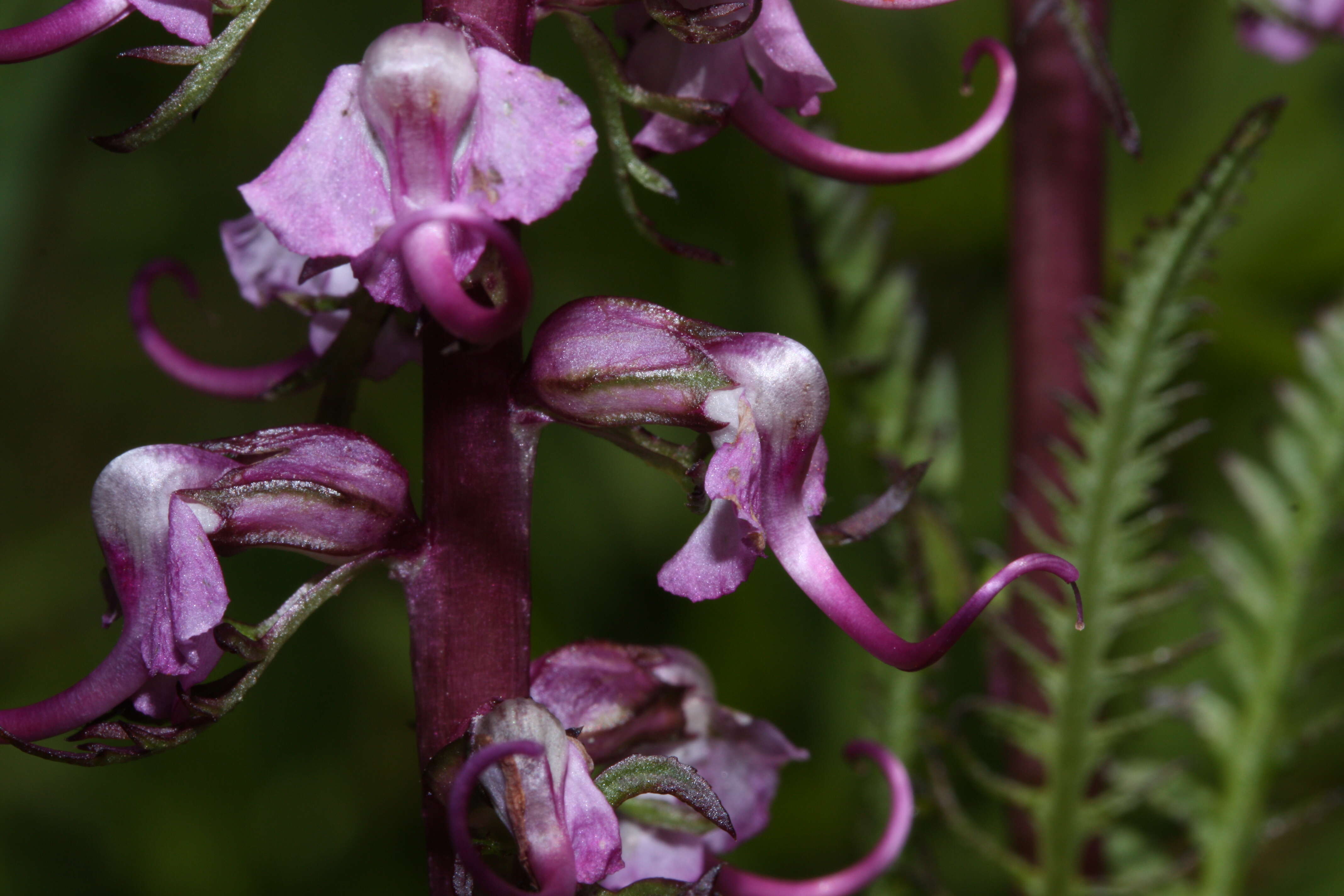 Image of elephanthead lousewort