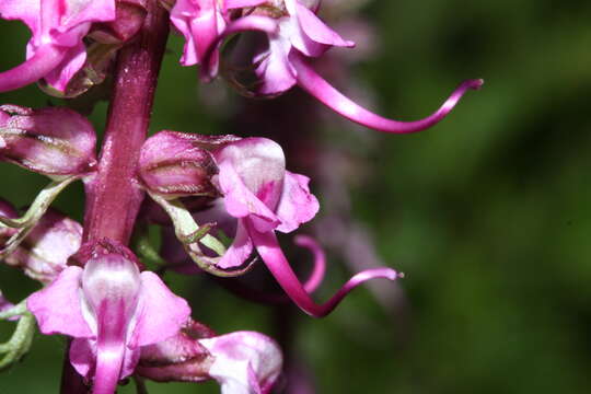 Image of elephanthead lousewort