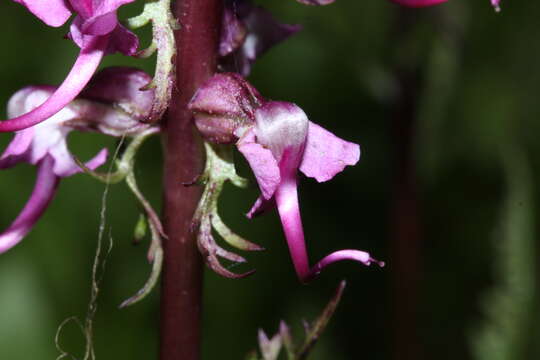 Image of elephanthead lousewort