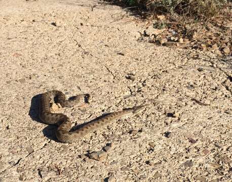 Image of Vipera aspis zinnikeri Kramer 1958