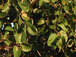 Ficus crocata (Miq.) Mart. ex Miq.的圖片