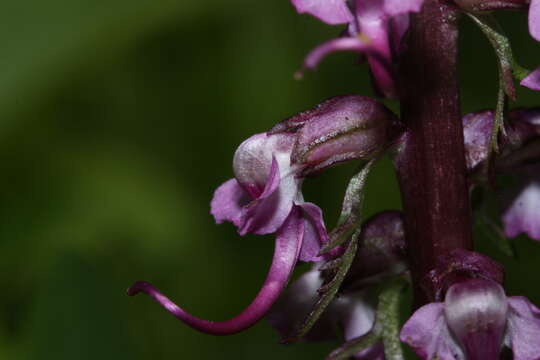 Image of elephanthead lousewort