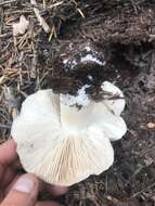 Image of Tricholoma vernaticum Shanks 1996