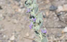 Trichostema ovatum Curran resmi