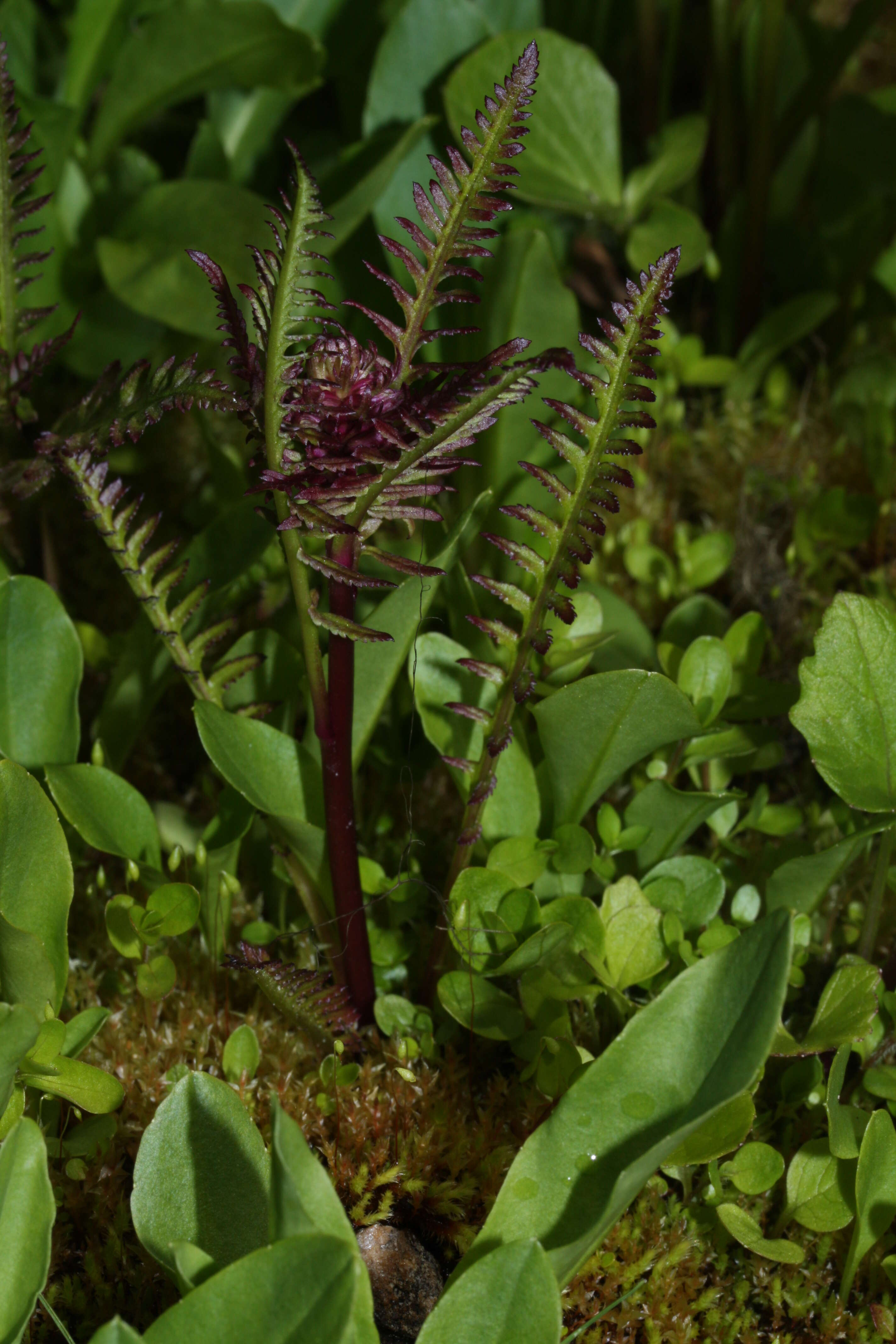 Image of elephanthead lousewort