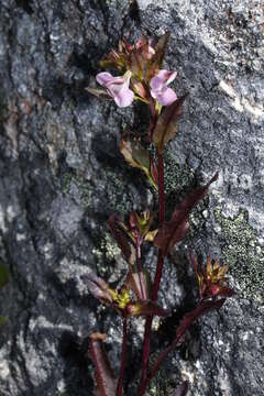 Imagem de Pedicularis racemosa Dougl. ex Hook.