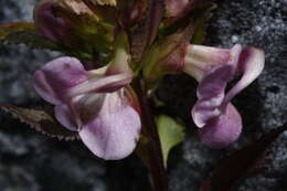 Image of sickletop lousewort