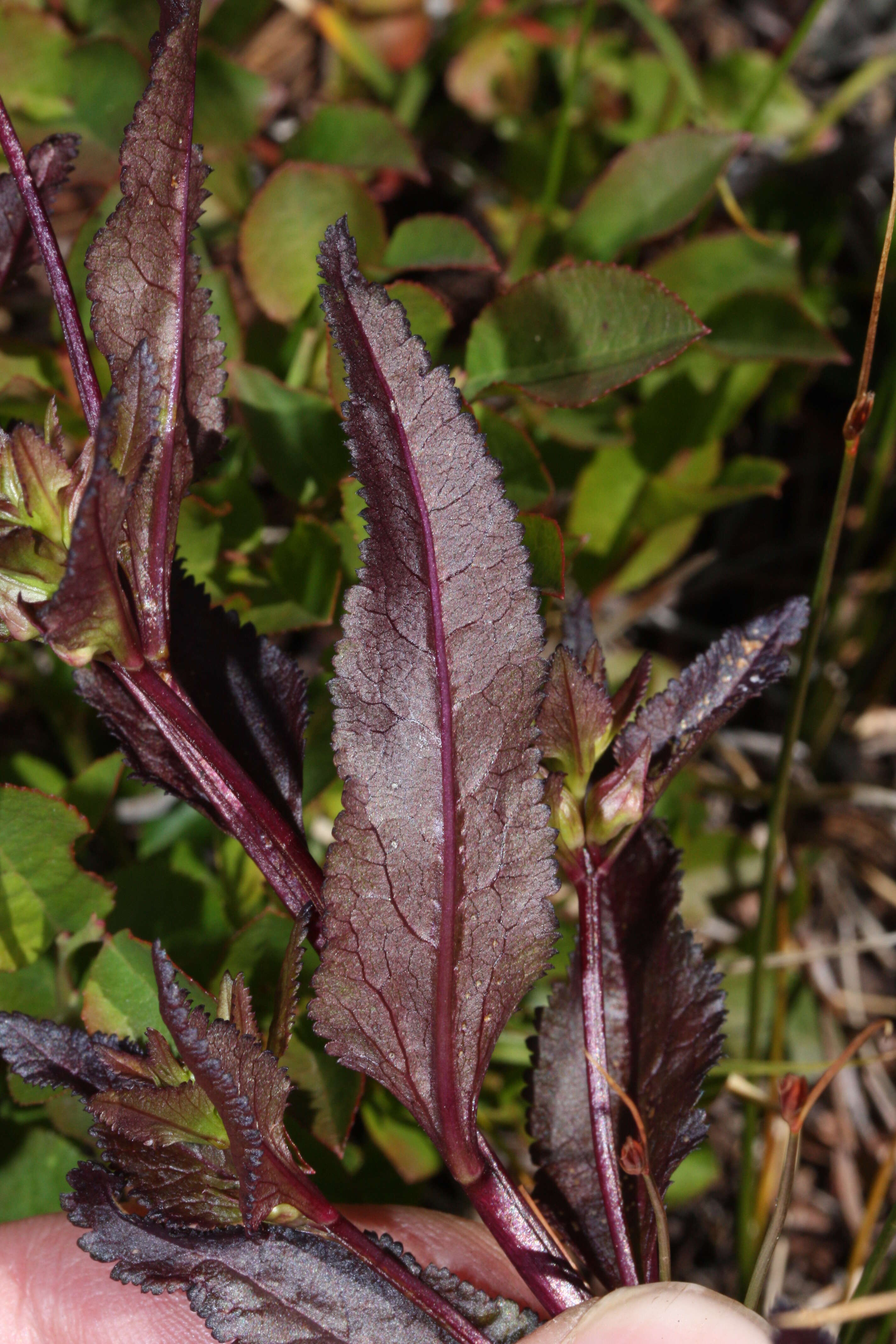 Image of sickletop lousewort