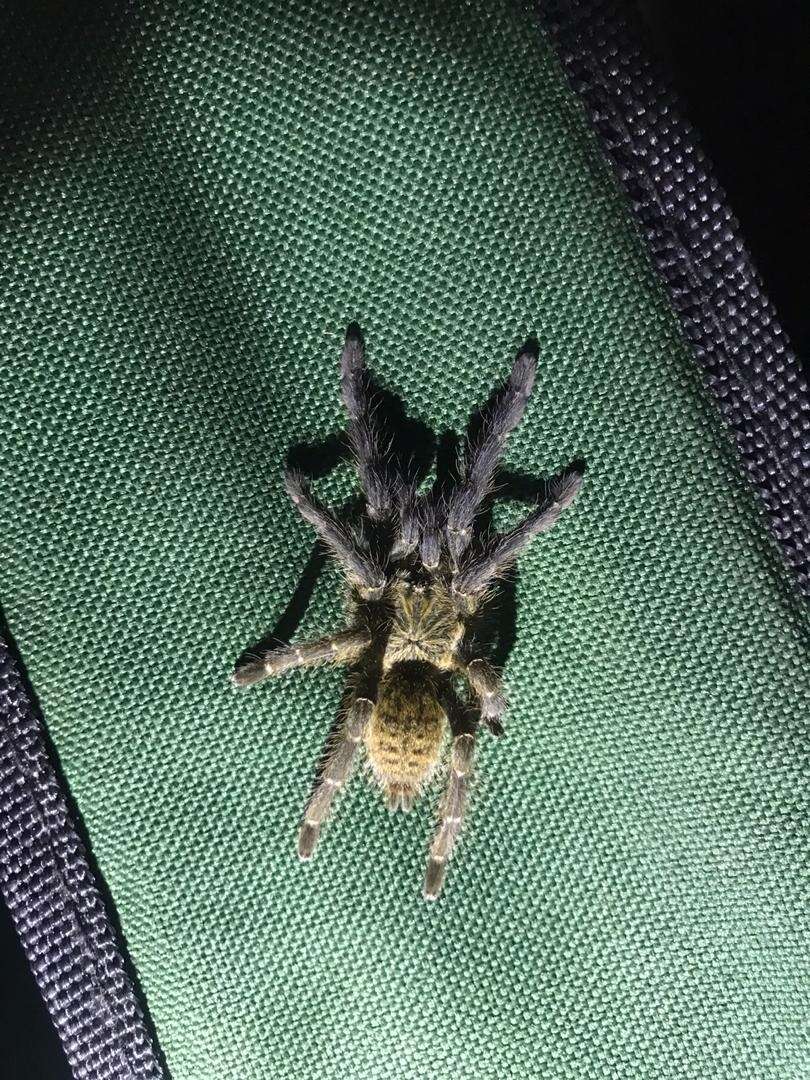 Image of Orange Baboon Tarantula