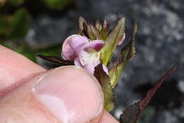 Image of sickletop lousewort