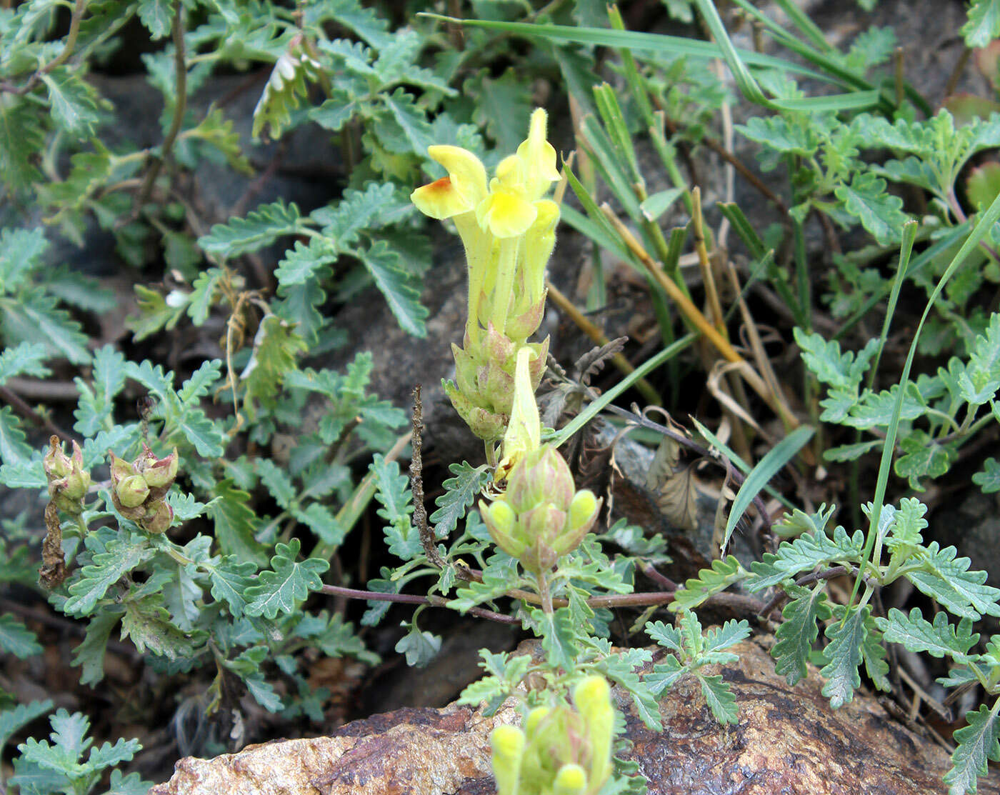 Image of Scutellaria orientalis L.