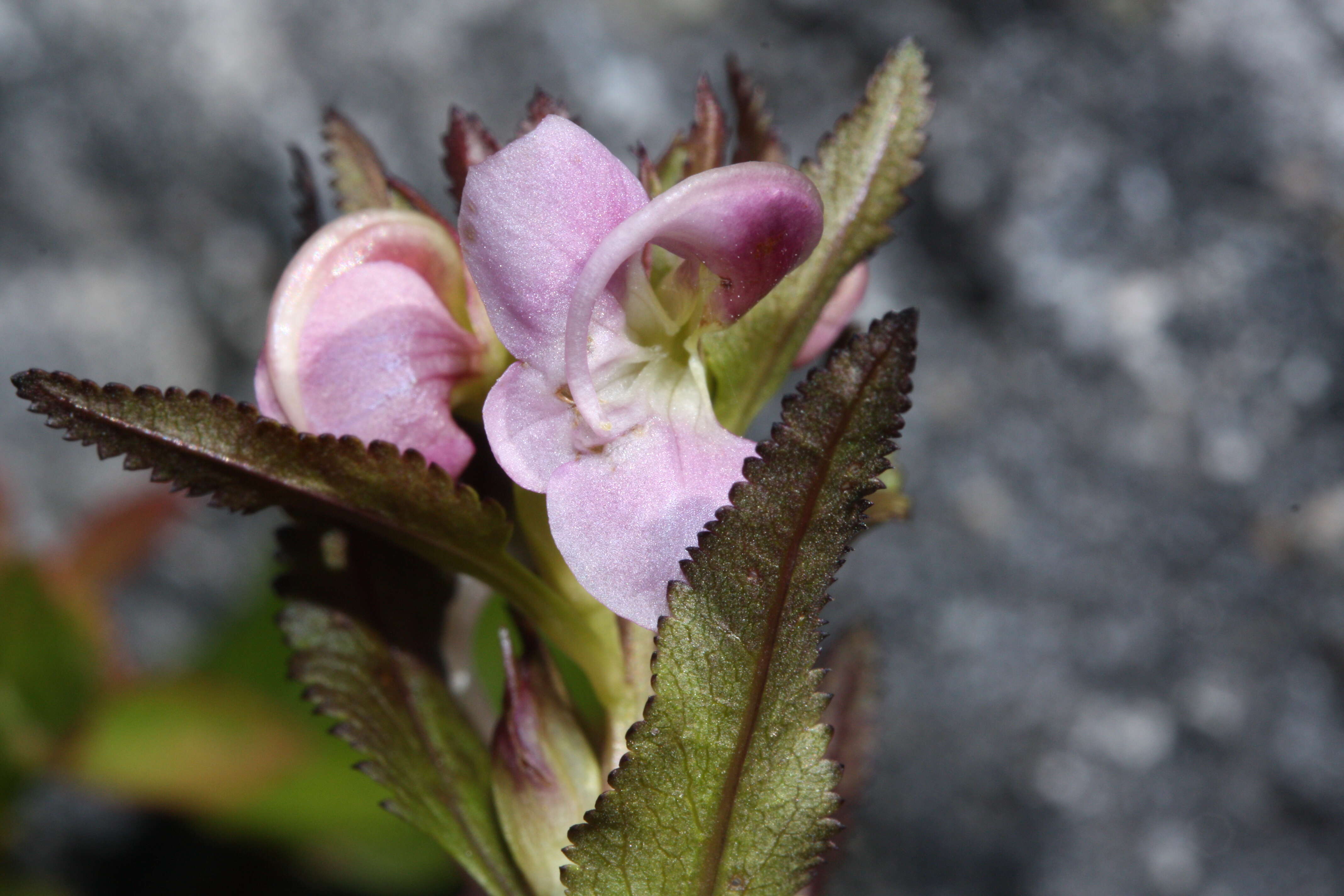 Imagem de Pedicularis racemosa Dougl. ex Hook.