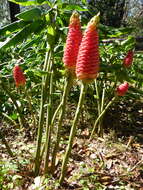 Image of Shampoo Ginger