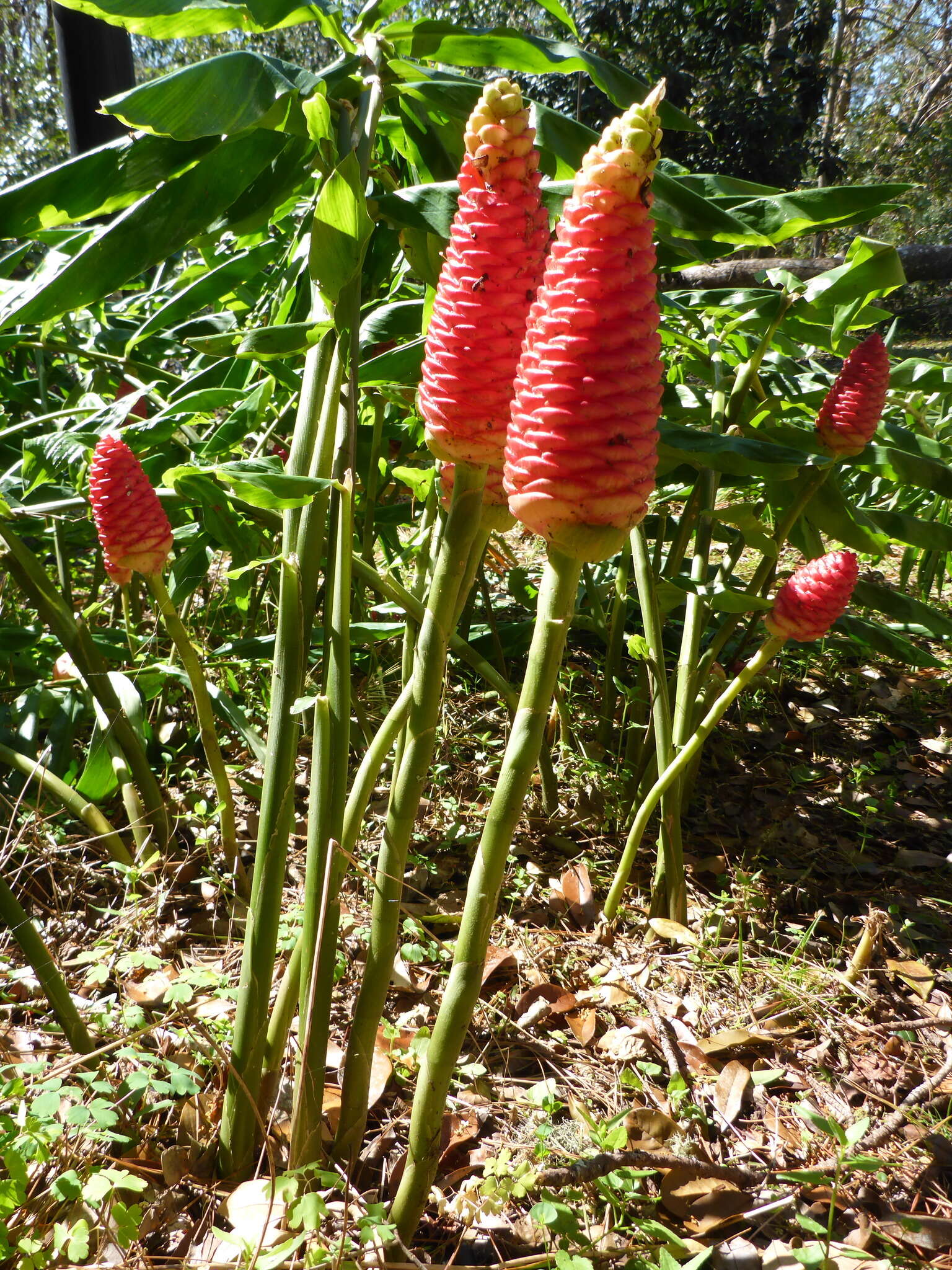 Image of Shampoo Ginger