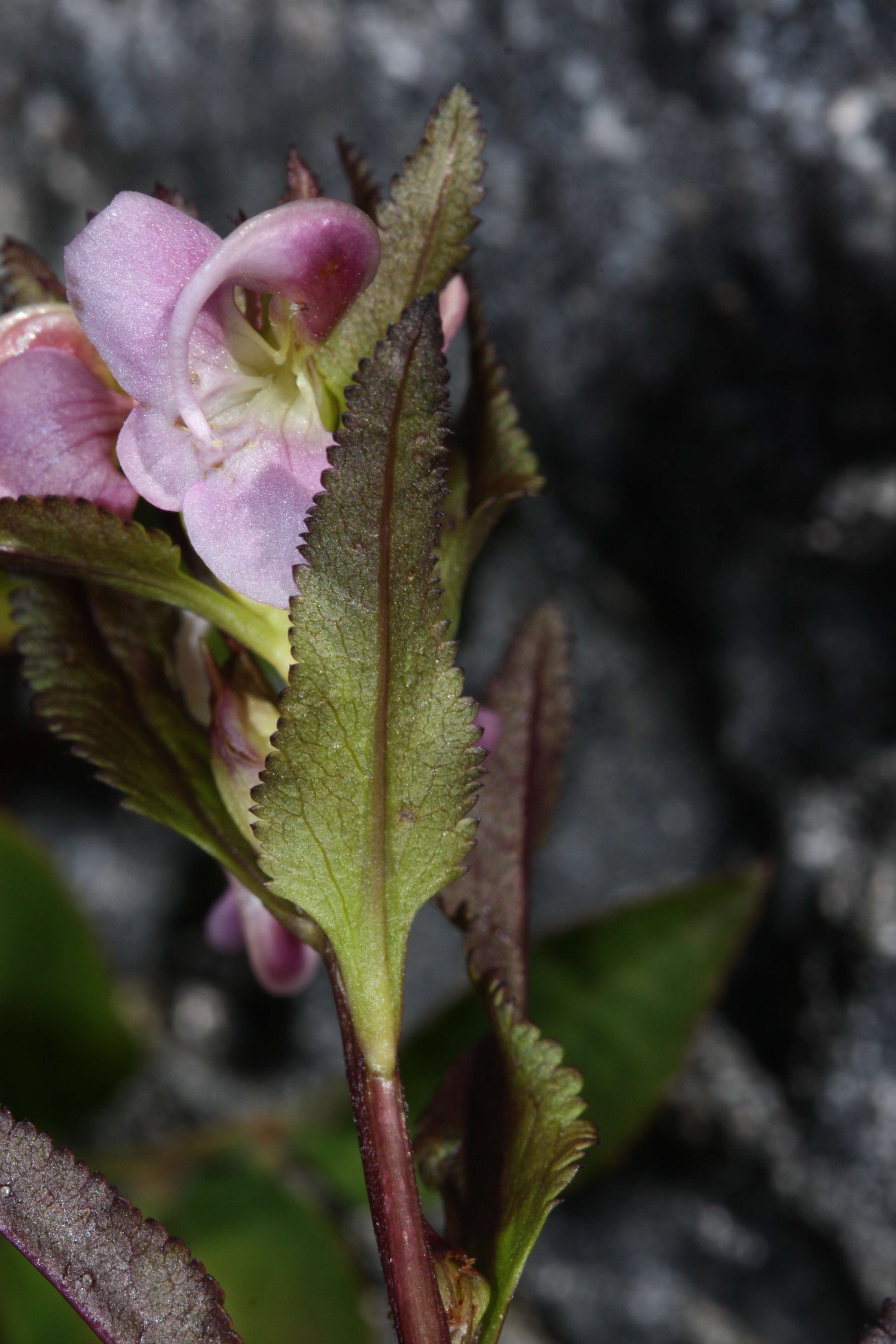 Imagem de Pedicularis racemosa Dougl. ex Hook.