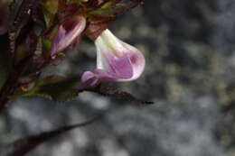 Imagem de Pedicularis racemosa Dougl. ex Hook.