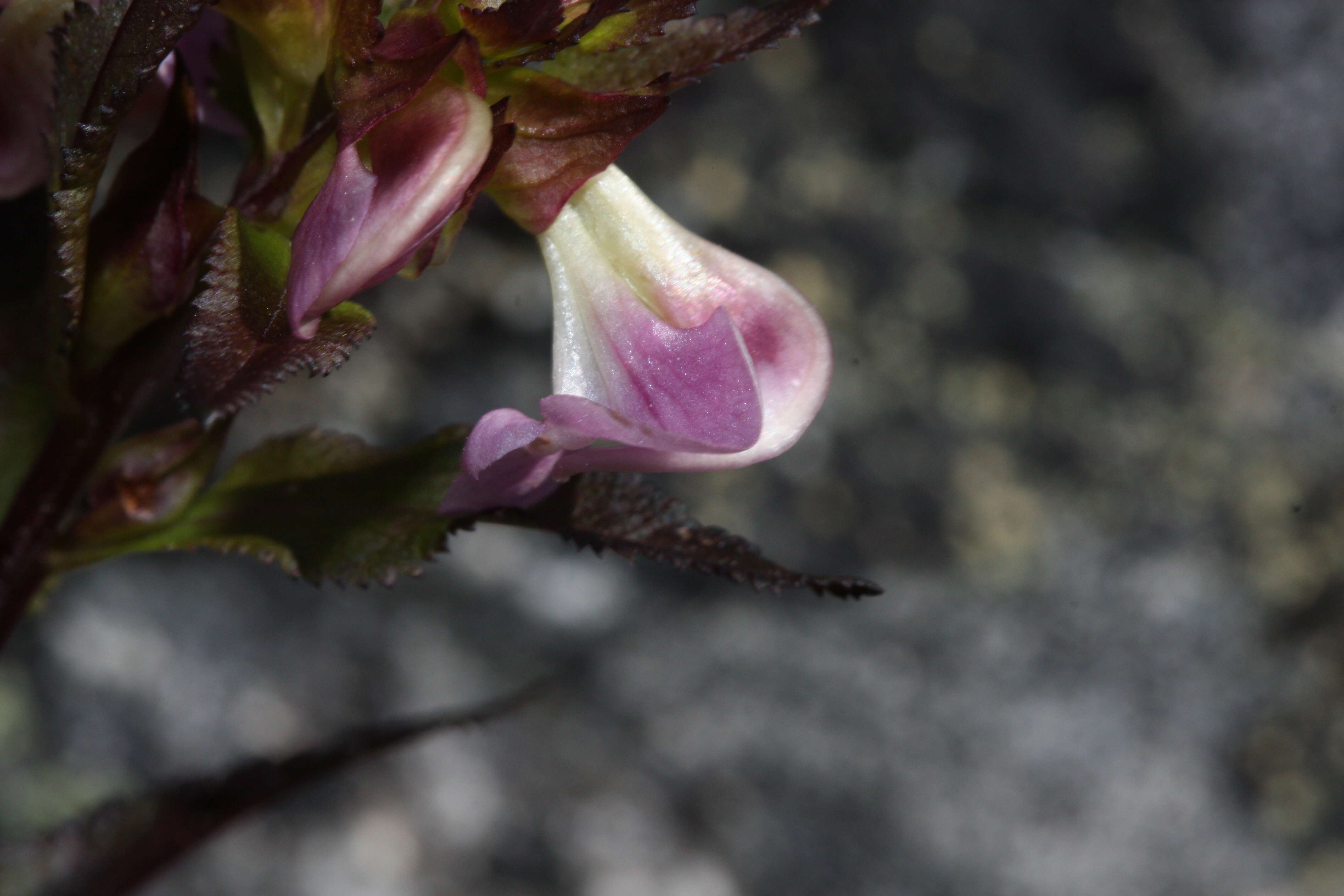 Image of sickletop lousewort