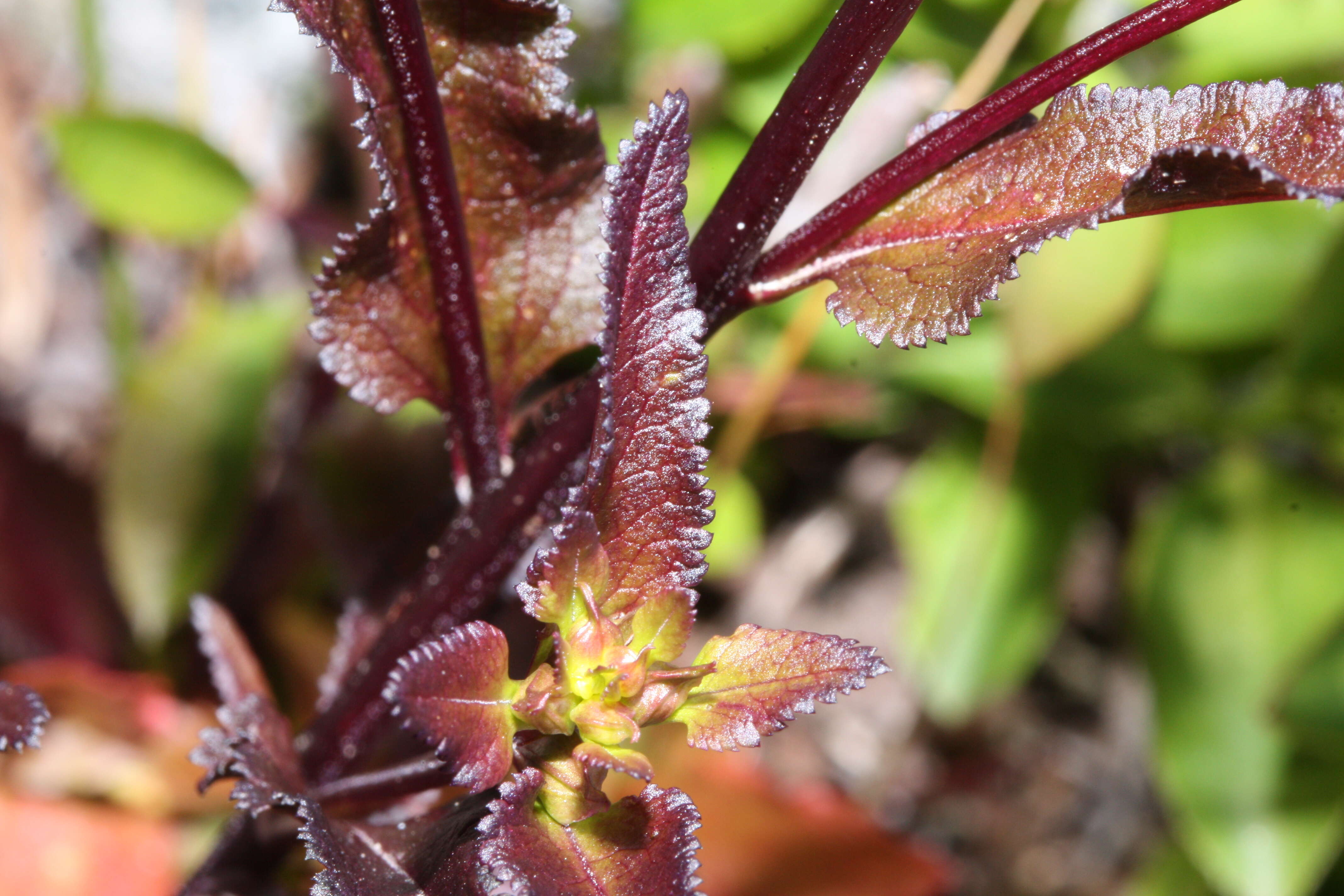 Image of sickletop lousewort